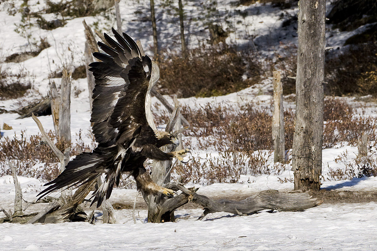 Near the end of the day, another young Golden arrived for a brief snack.
