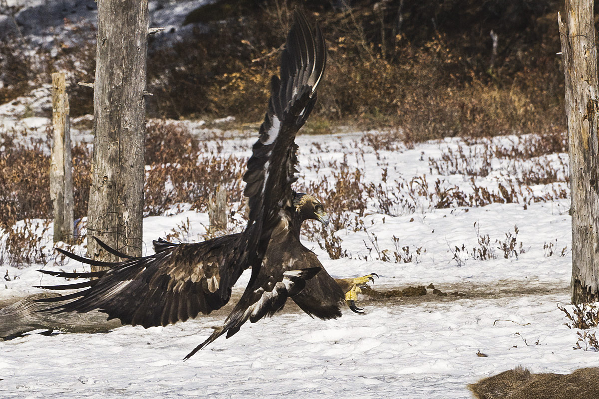 Landing gear down and ready!