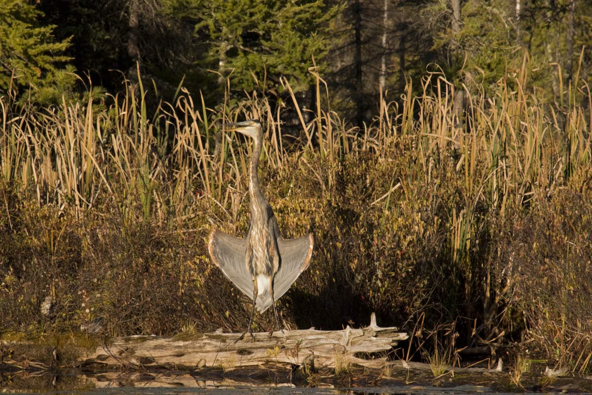 Being flashed by a Heron??