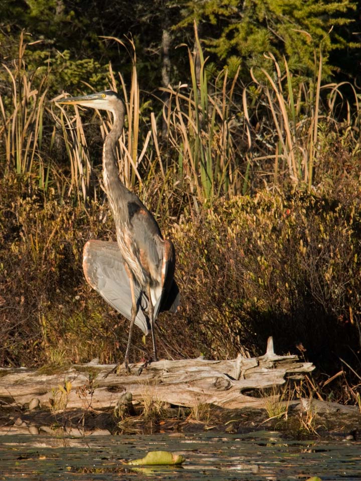 It was October and he was using the late afternoon sun to dry out some feathers. ( I hope)