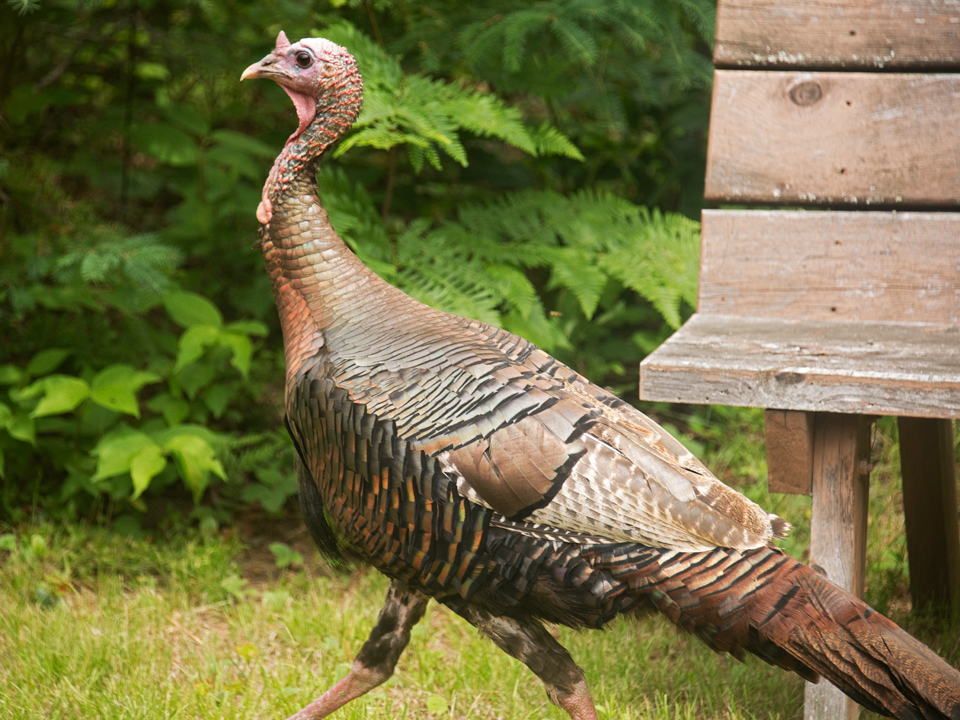 They seem like small tanks as they walk.