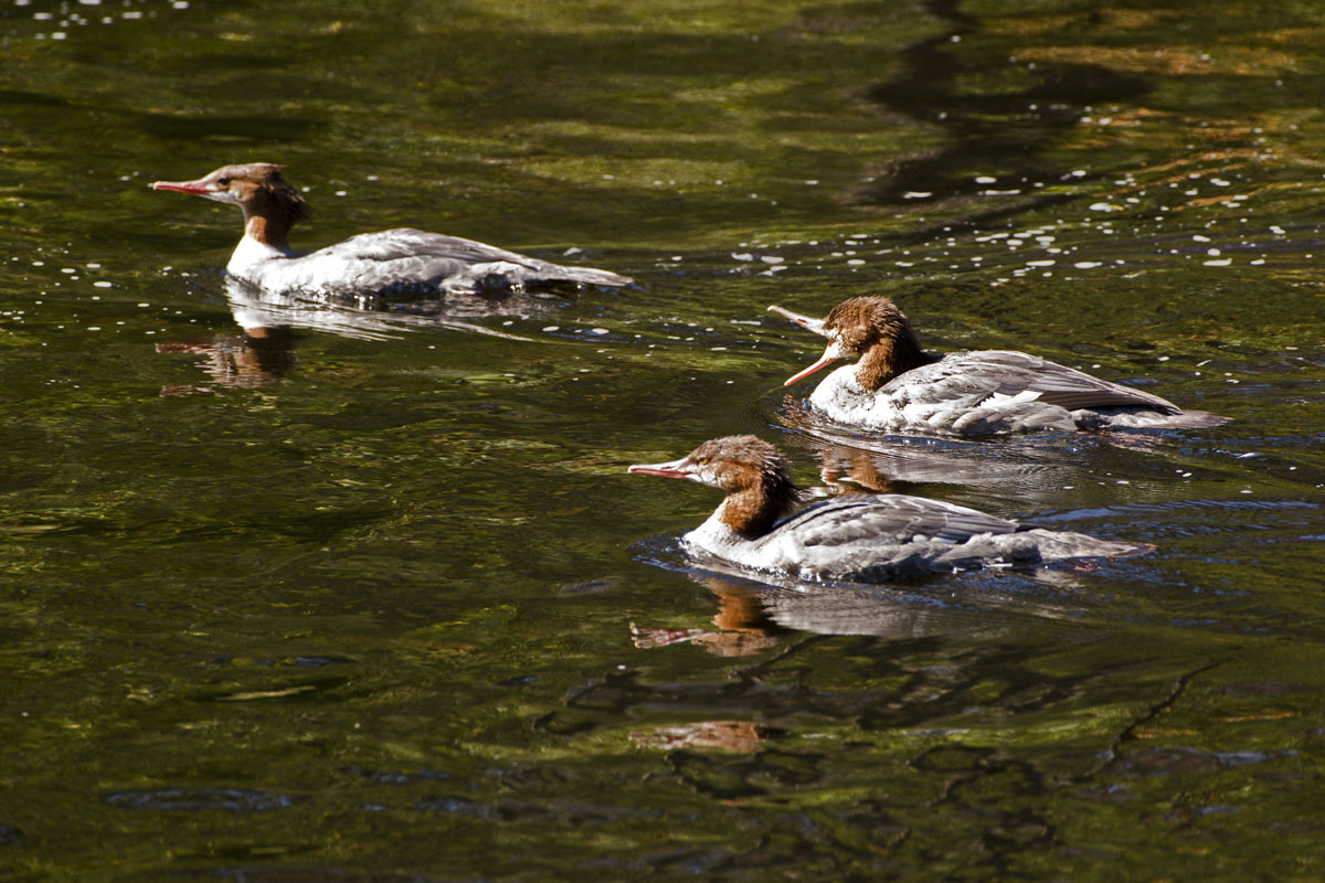 September sun enhanced the brown crests on these female mergansers.