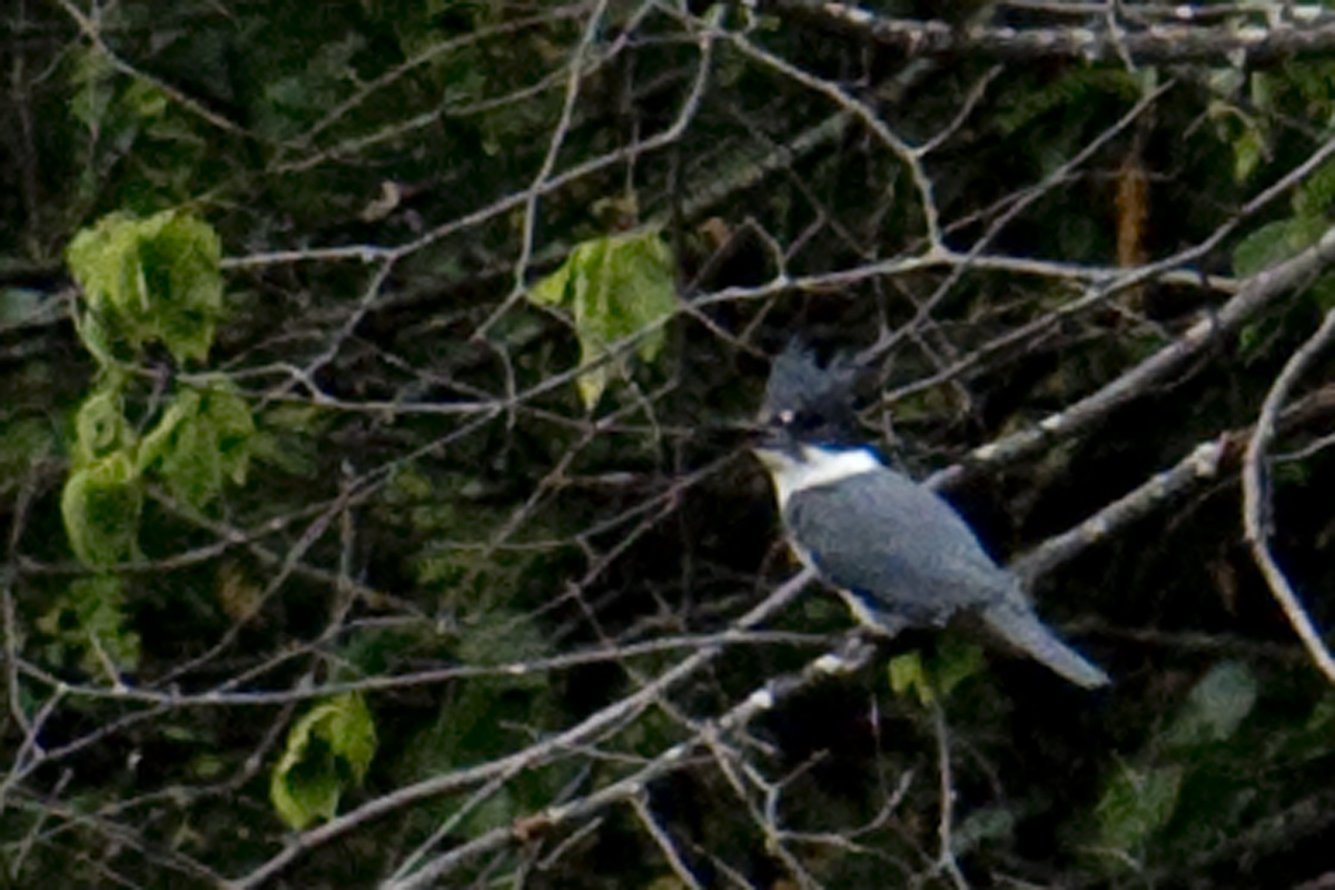Kingfishers have always been elusive birds for me.
