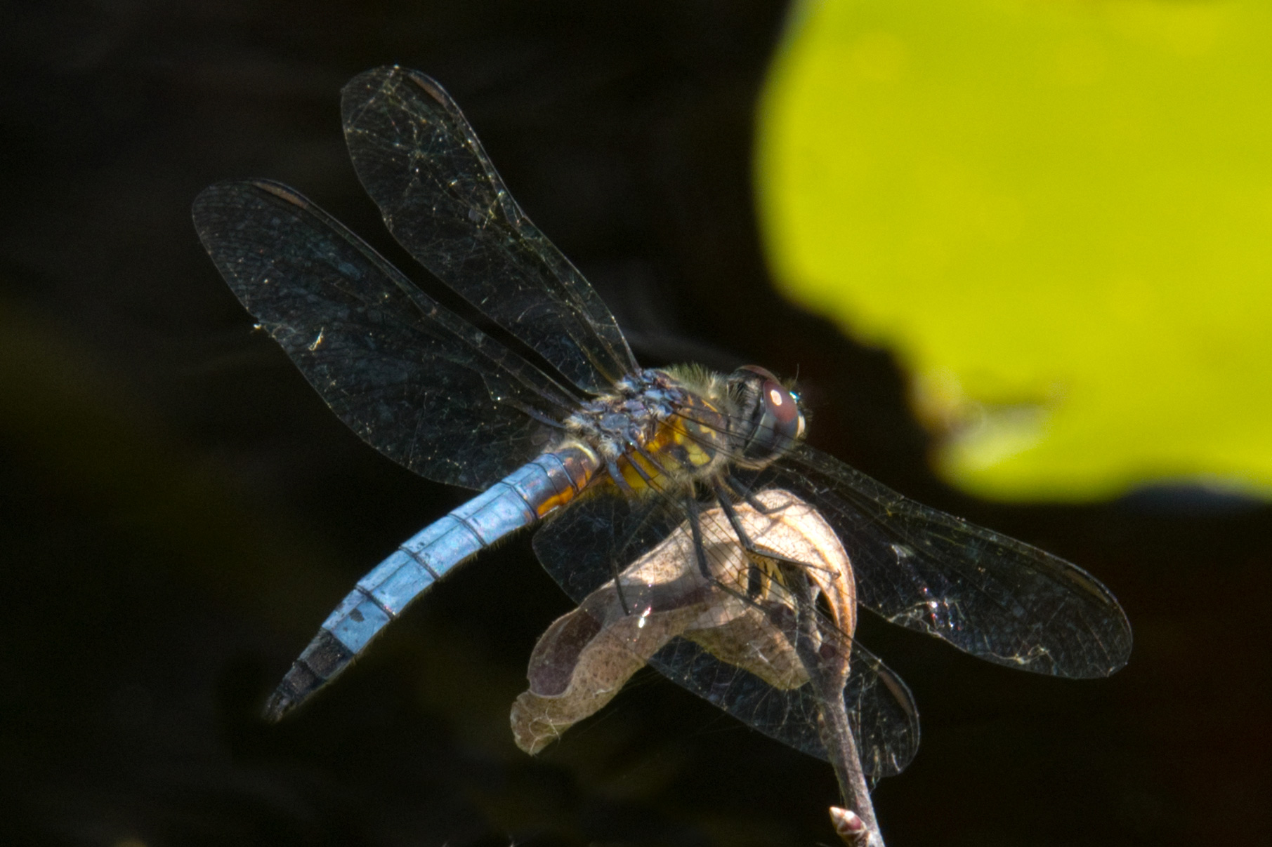 They are always a challenge to photograph.