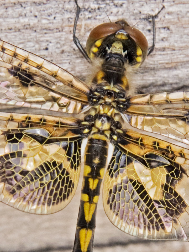 "The closer you look, the more you see."