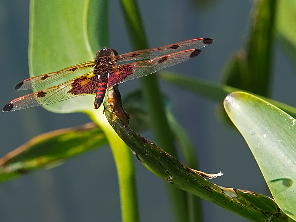 offer inviting puzzles to identify.