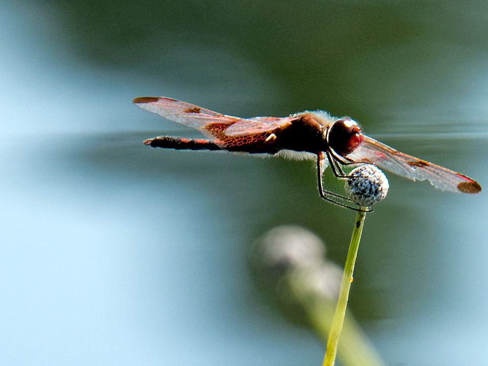 and then return to the same perch, saying... "did you get that?"