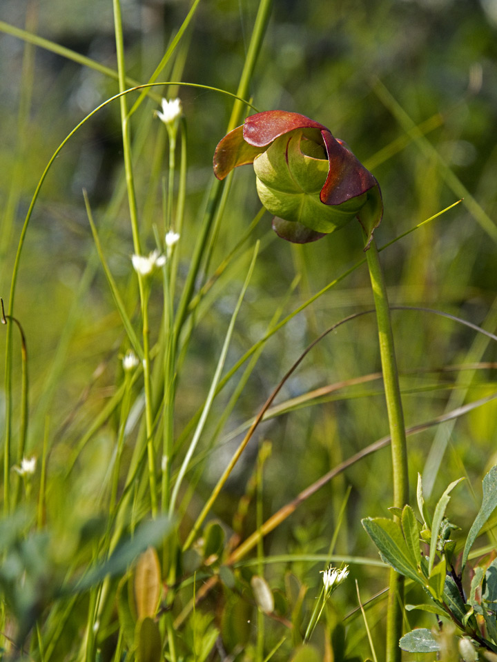 I used to tell my young daughter that the blossoms were satellite dishes for the frogs to use. 