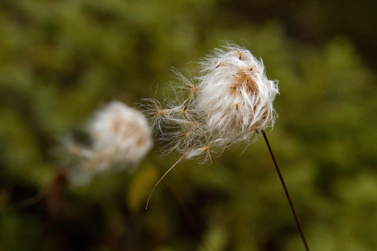 There are probably two varieties here. There seem to be many more white blooms in teh fall than in the spring.