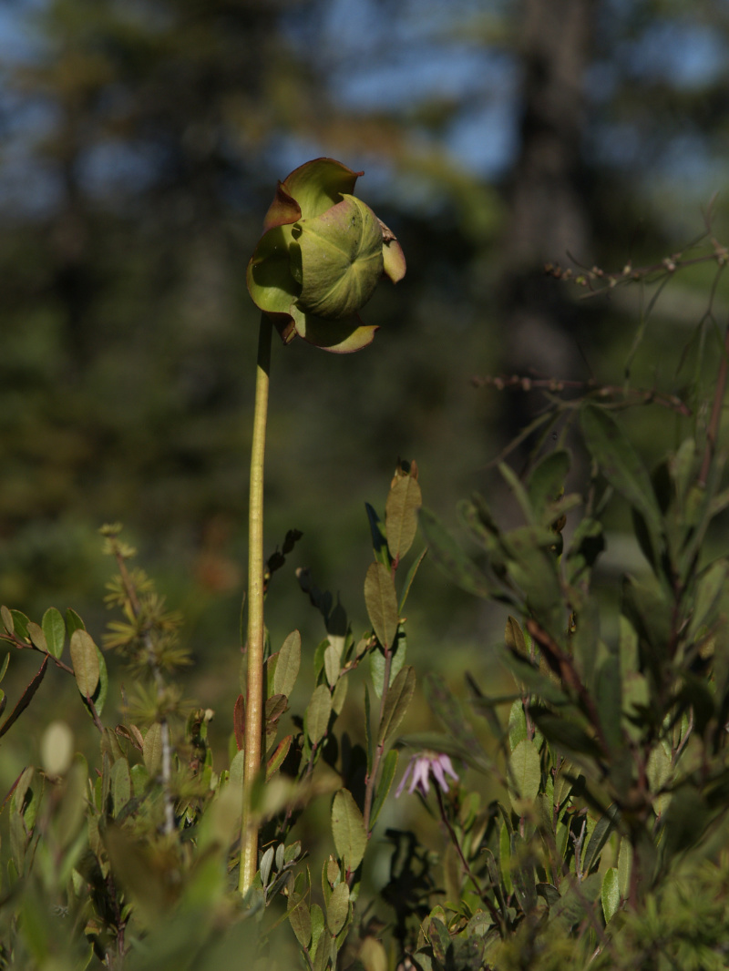 Pitcher plants (Nepenthaceae) have downward pointing hairs in the pitcher that trap insects who venture in. The fluid at the bottom digests the bugs.