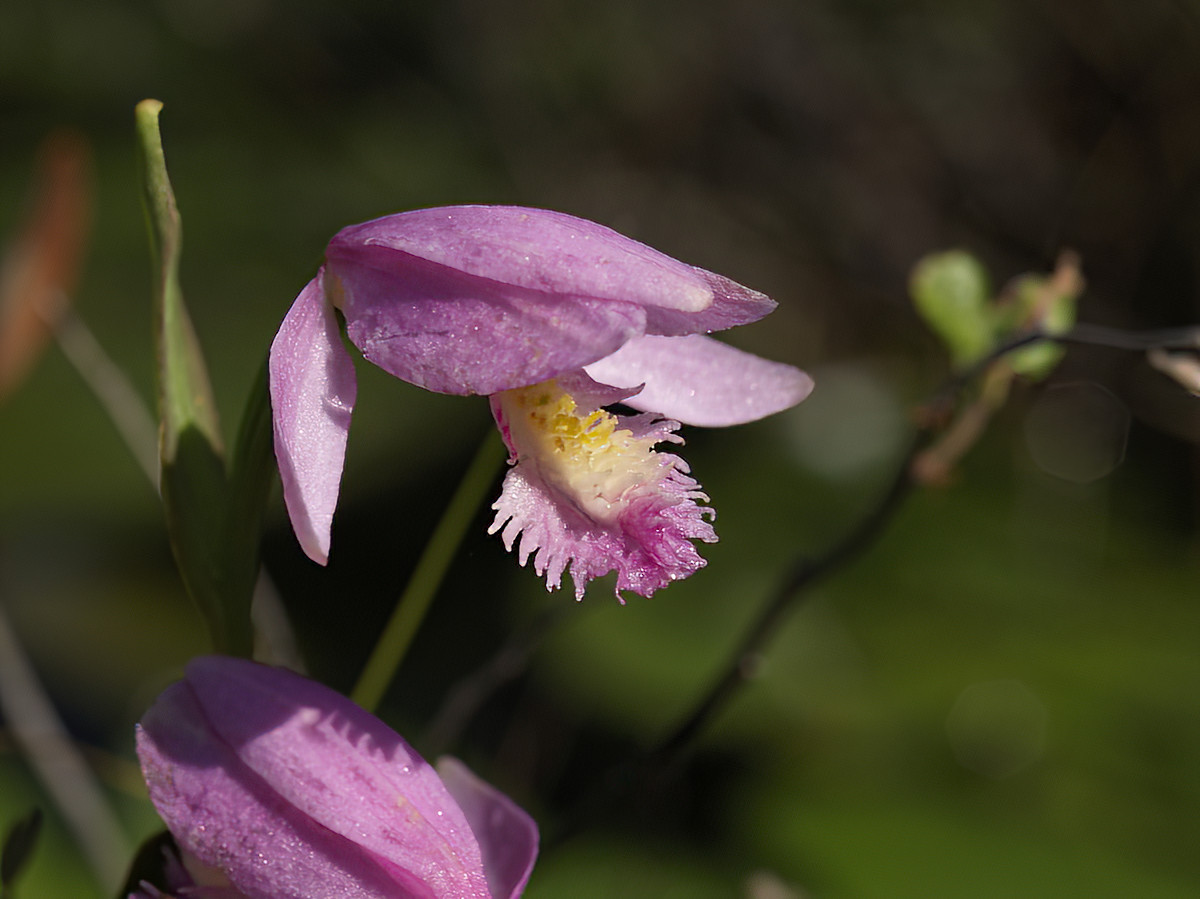 Another name is the Snakemouth Orchid.