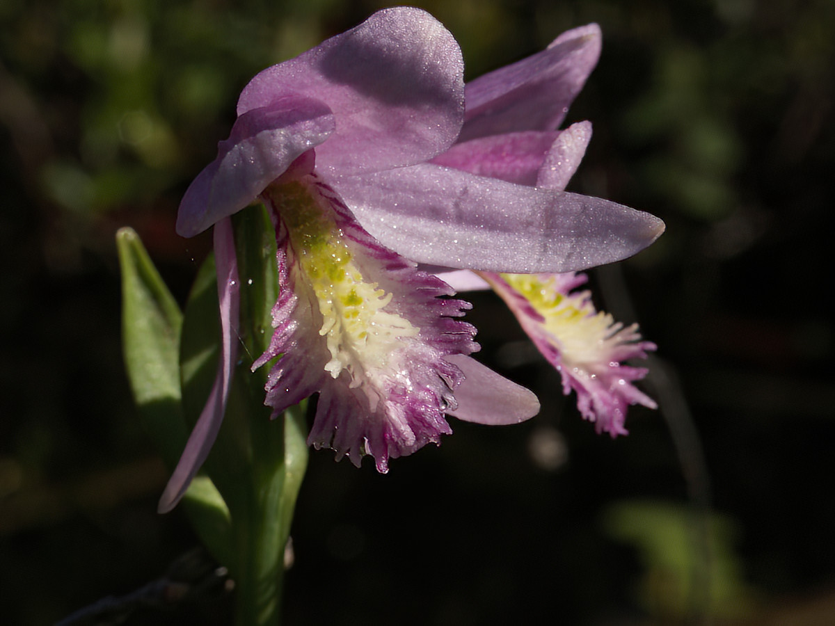 Unlike most orchids, this one has a faint, pleasant odour.