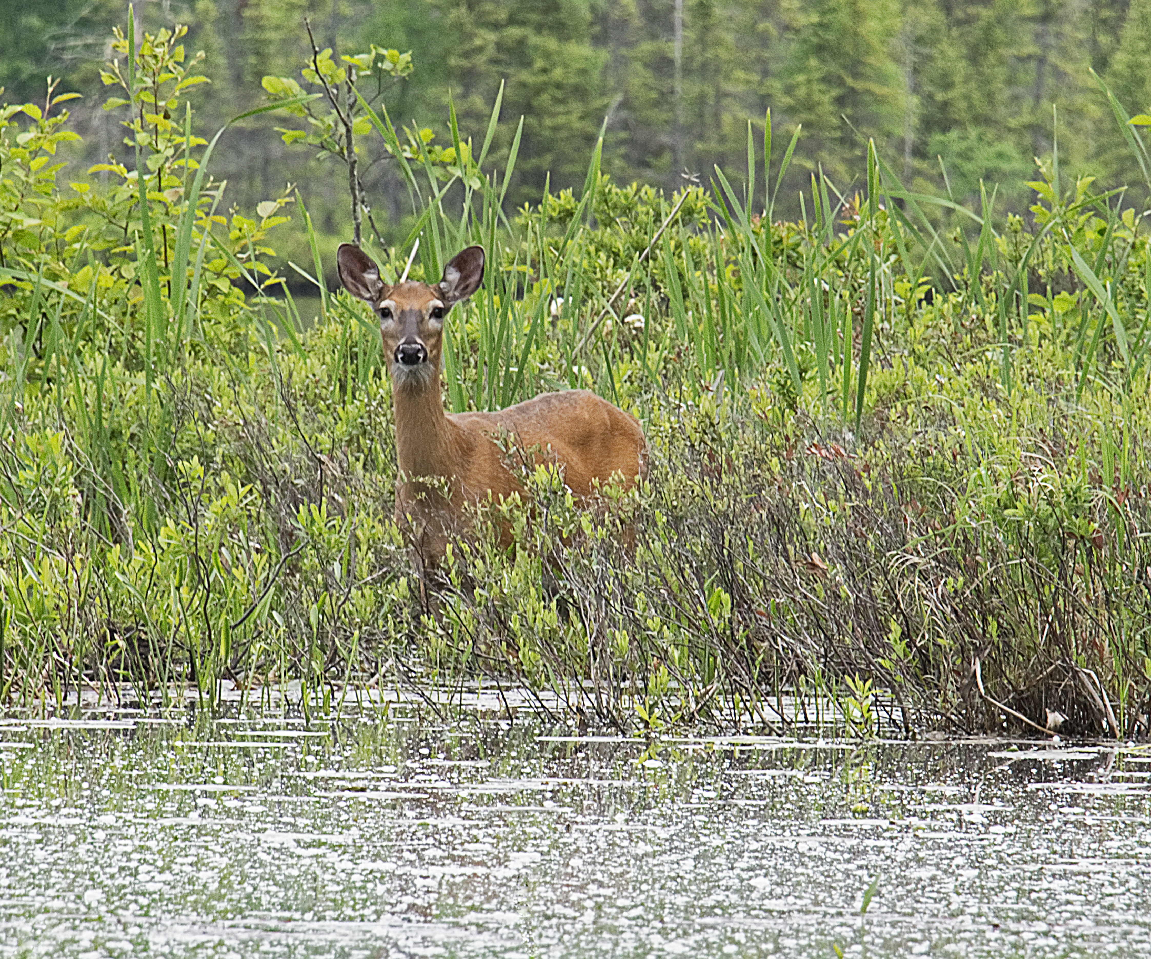 The marsh is also home to deer that make their home in the forest around the lake.