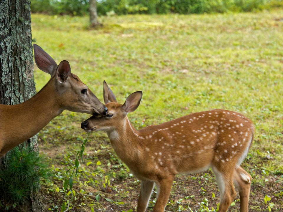 A fawn got a fly-bite close to her eye and gets a reassuring lick from Mom.