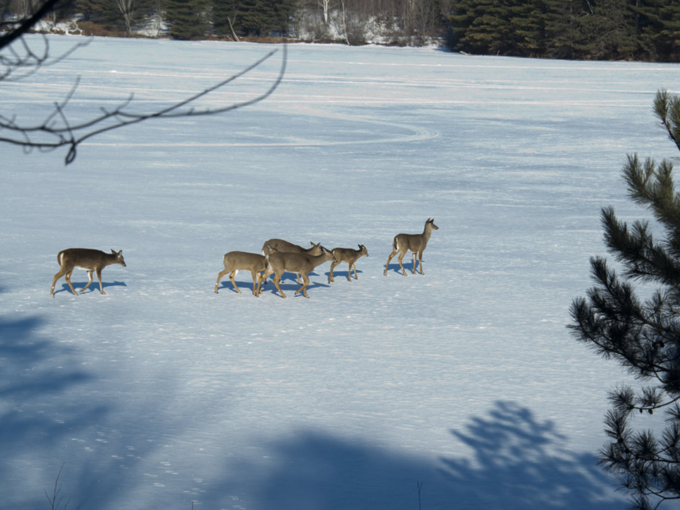 As spring approaches, deer "yard up" for many reasons.