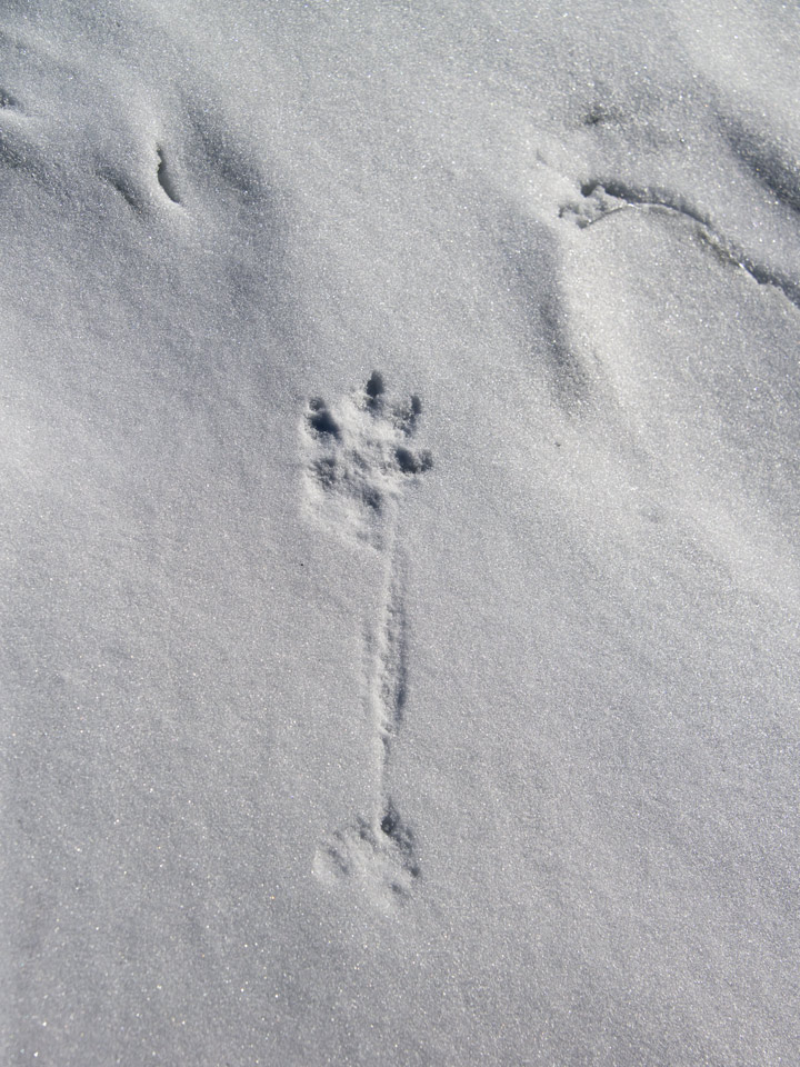 Later, I went to check his tracks and found that the poor fellow was missing a foot.