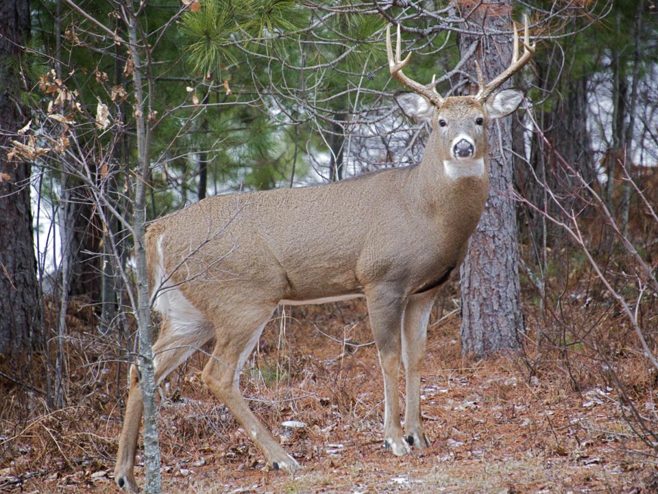 This fellow was smart enough to survive many hunting seasons.