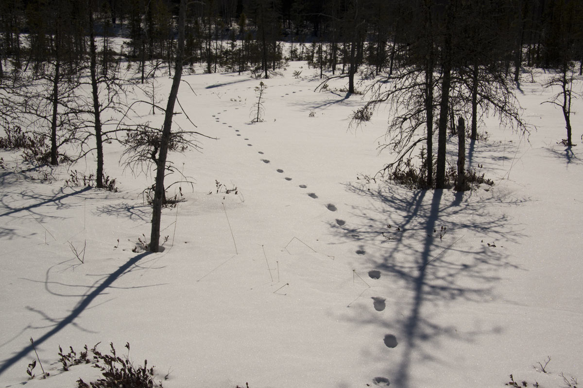 Wolf tracks are unmistakable in that they are "all business". They know where they are going and use straight lines to go there.
