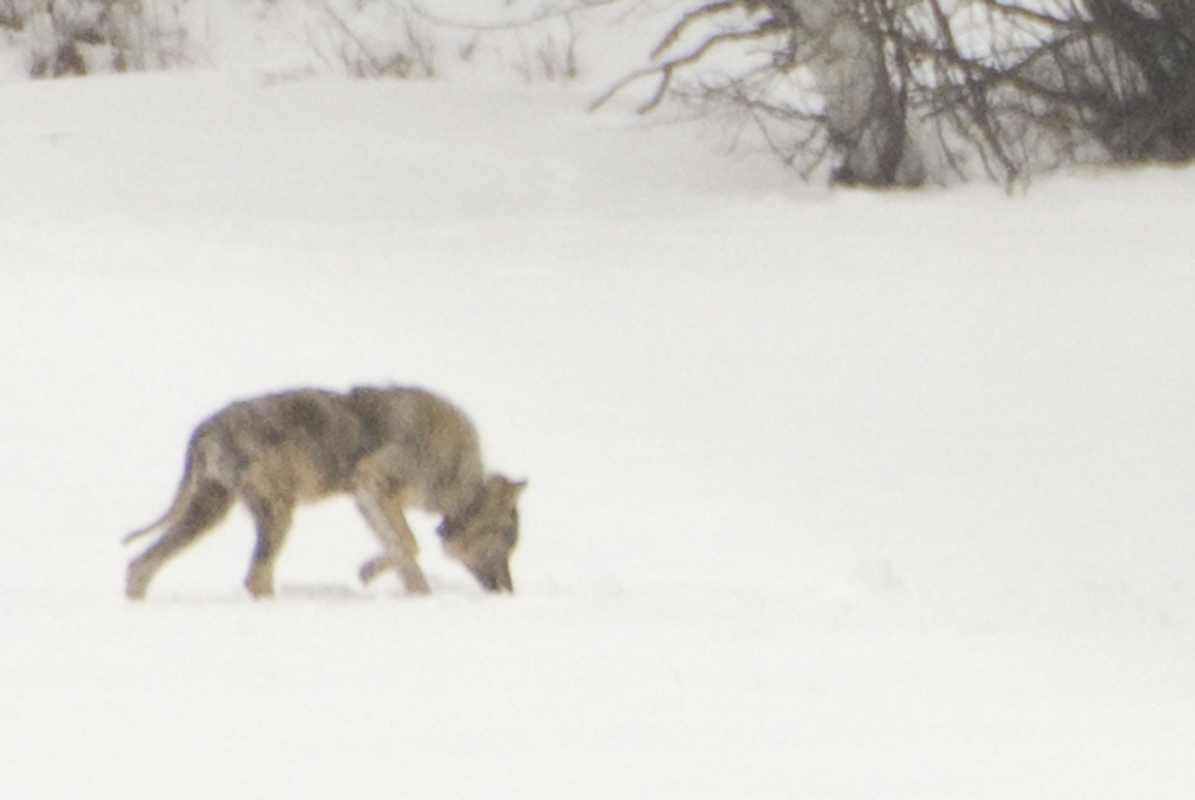She had a tracking collar and was identified as a female from the Lake of Two Rivers Pack from Algonquin Park.