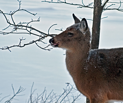 Maple buds are tasty, but not as tasty as bird-feeder food.